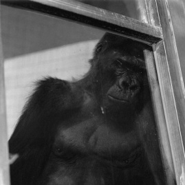 gorilla, 1998-1999, jeongmee yoon . mon torse étrangle mes soupirs